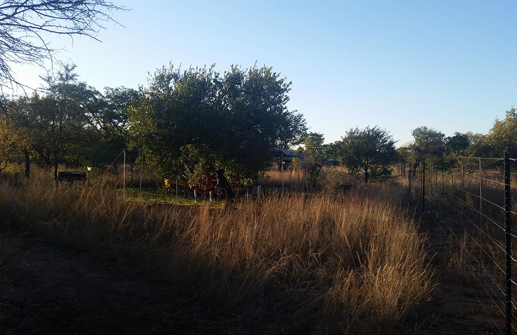 Bushveld morning