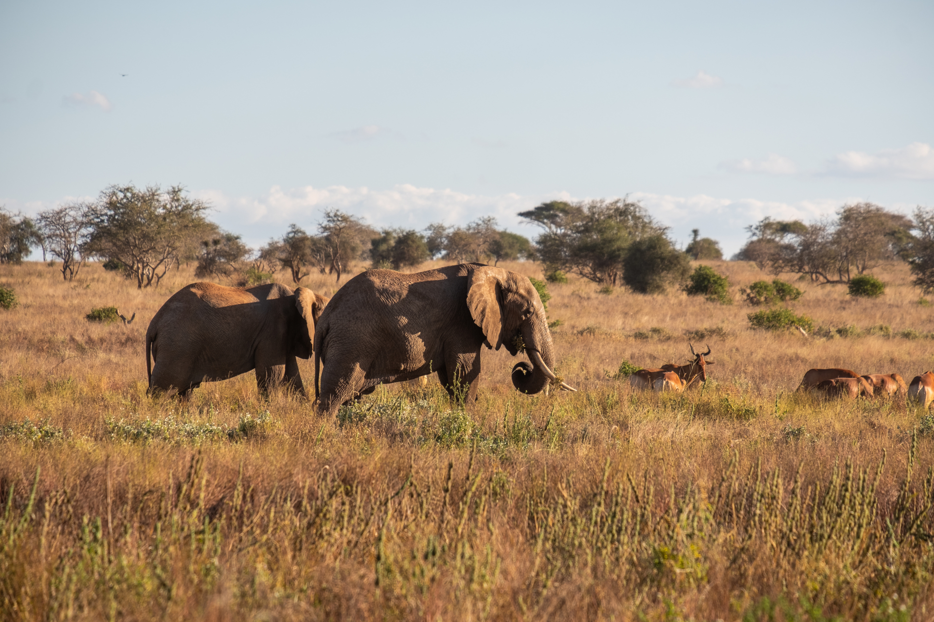 Elephant at Dinokeng