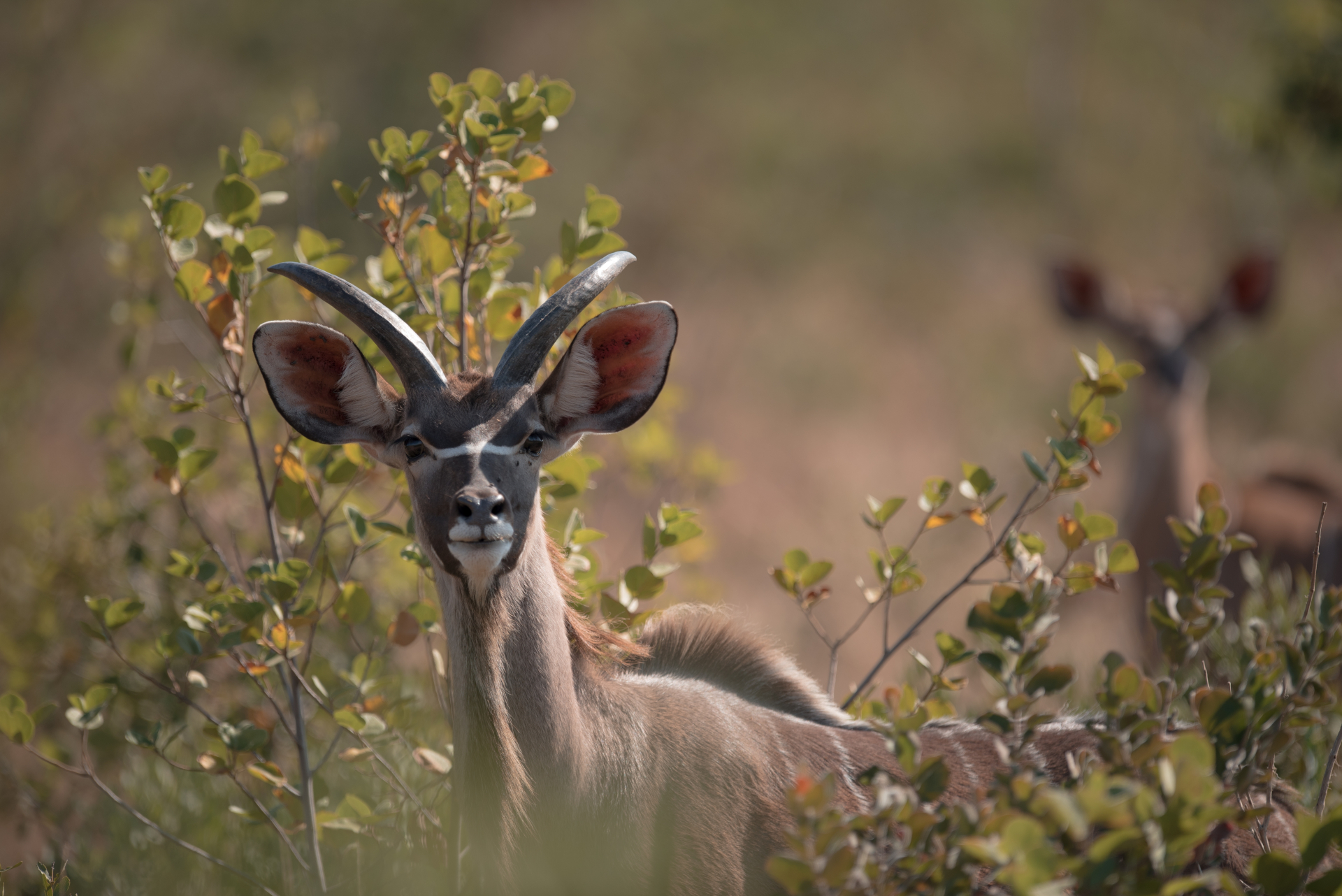 Kudu at Dinokeng