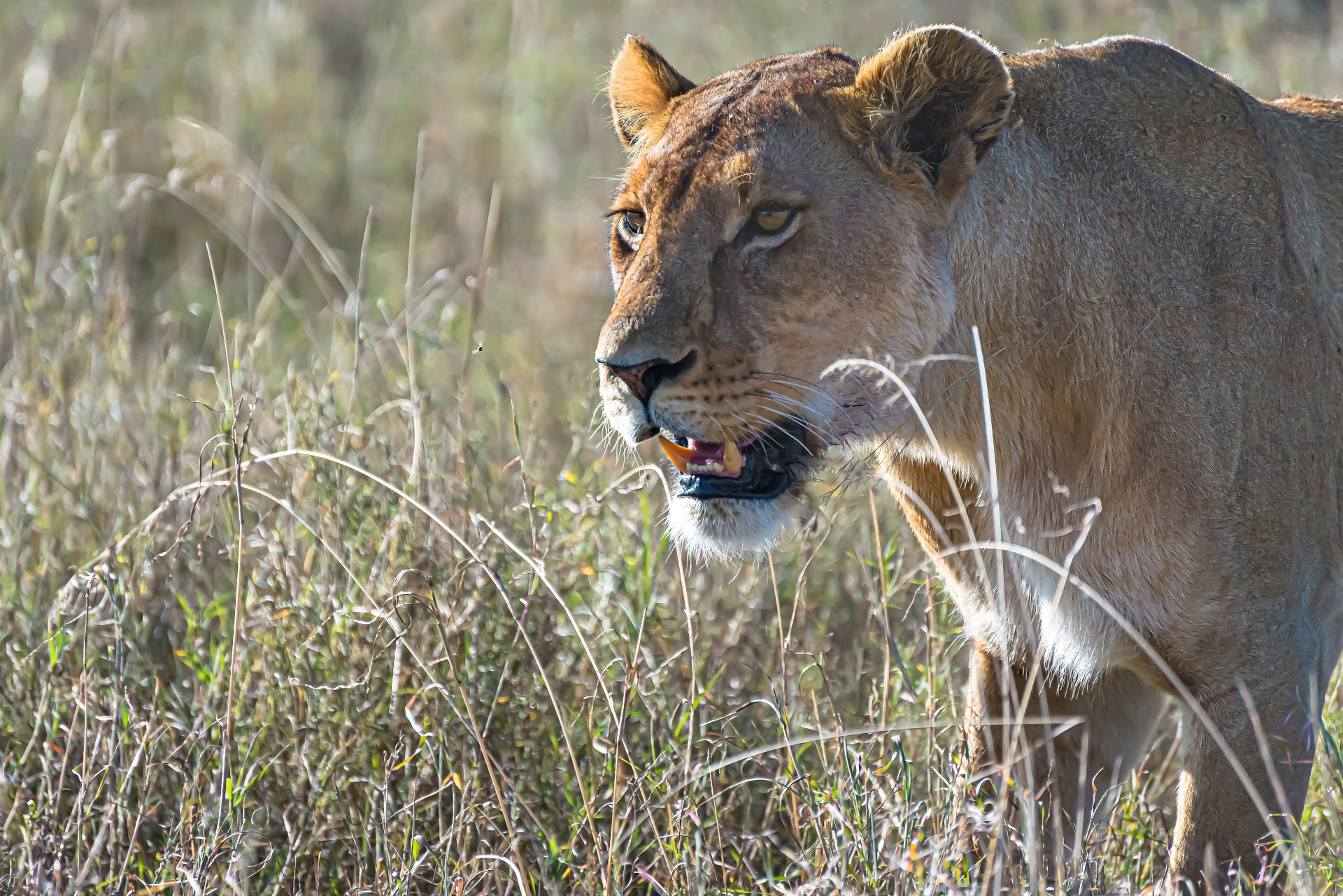 Lion at Dinokeng