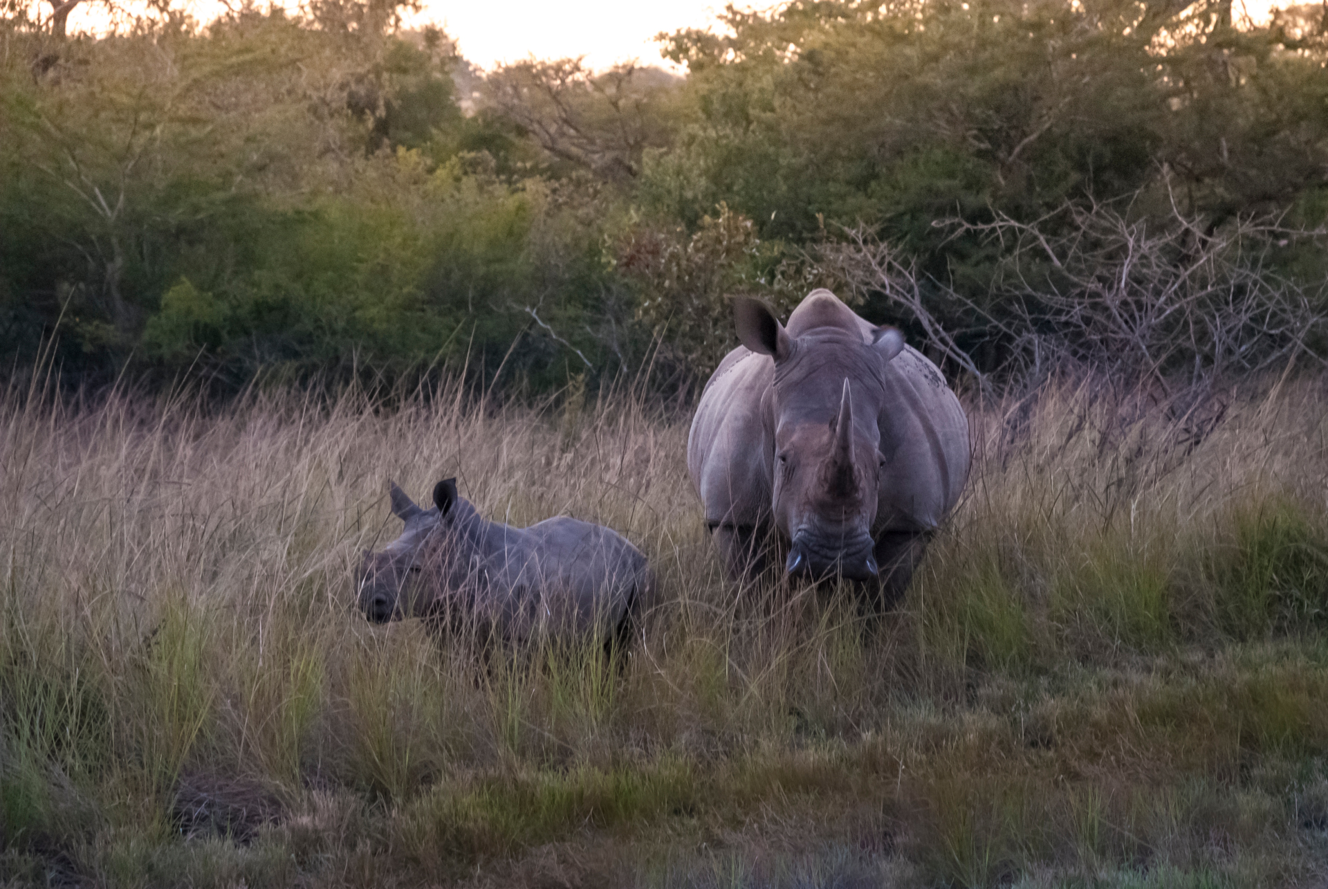Rhino at Dinokeng