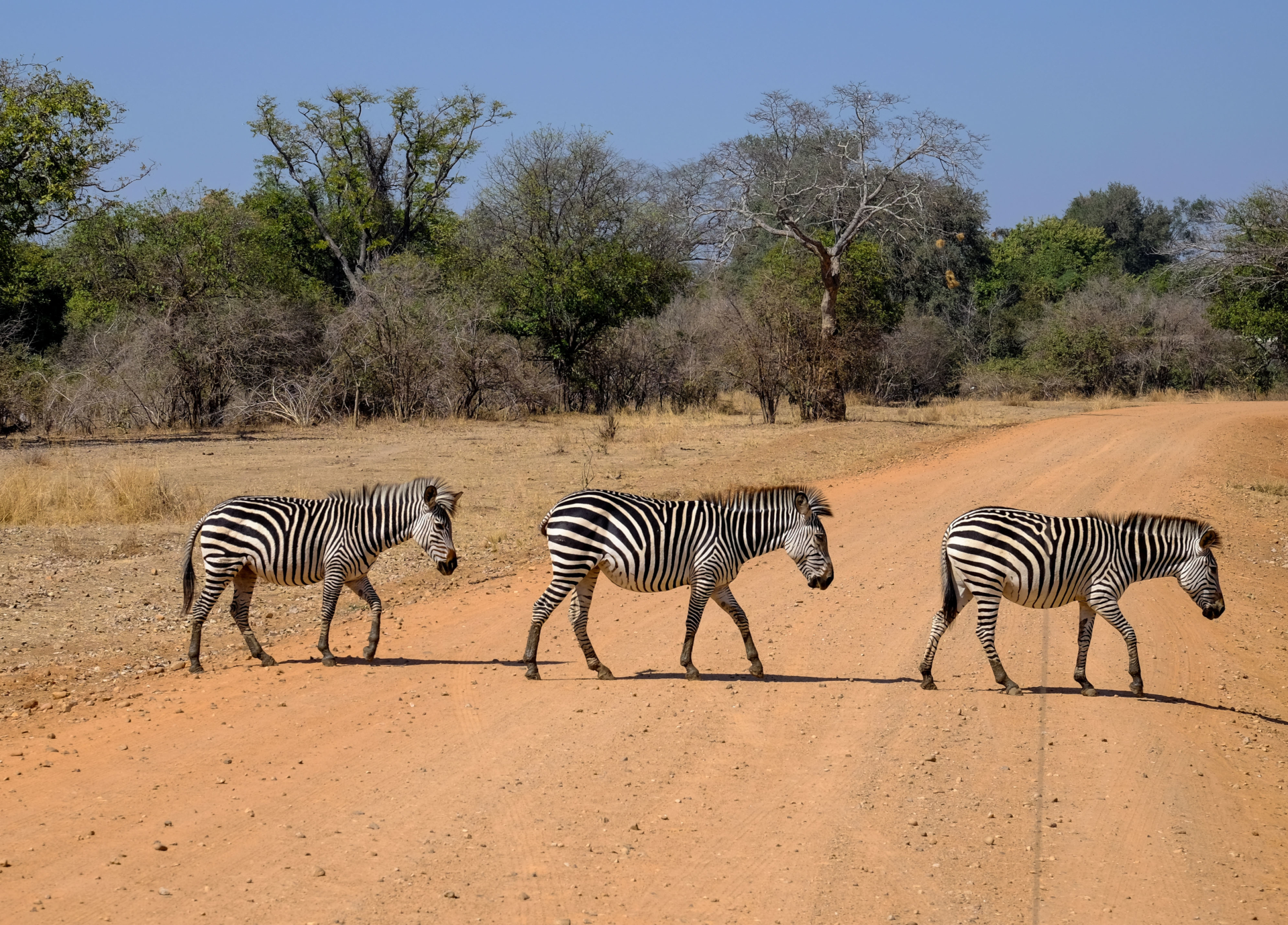 Zebra at Dinokeng